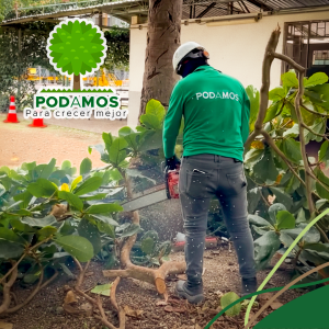 Poda técnica y preventiva que garantiza seguridad, salud del arbolado y control del riesgo.
